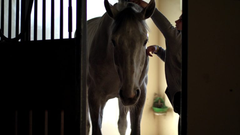 FEI Abu Dhabi 2022
